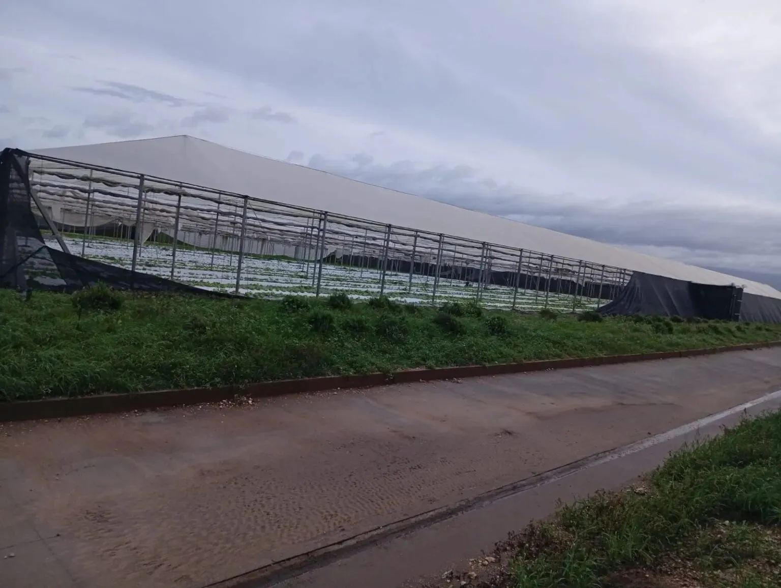 MSC K3 multi-span greenhouse in Jamaica standing intact after Hurricane Melissa