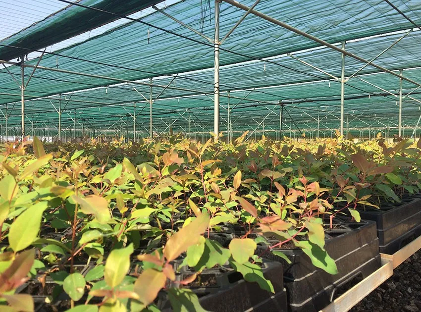 Nursery seedlings growing under a flat shade house