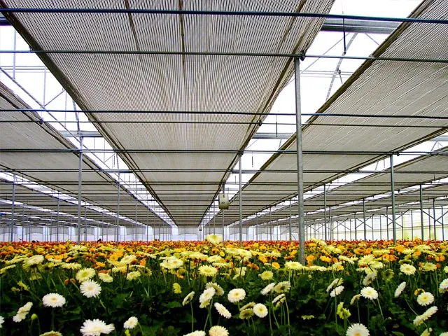 Retractable thermal screens above a gerbera crop